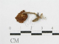 登錄號:F0008538藏品圖，第3張