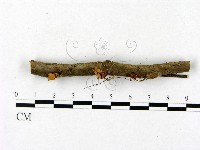 登錄號:F0008539藏品圖，第3張