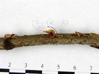 登錄號:F0008539藏品圖，第4張