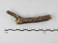 登錄號:F0008540藏品圖，第1張