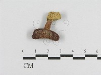 登錄號:F0008542藏品圖，第1張