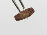 登錄號:F0008542藏品圖，第4張
