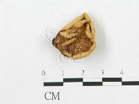 登錄號:F0008544藏品圖，第1張