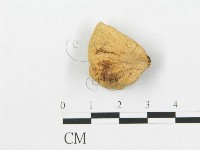 登錄號:F0008544藏品圖，第3張