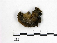 毛木耳藏品圖，第1張