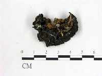 毛木耳藏品圖，第3張