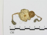 登錄號:F0008546藏品圖，第1張