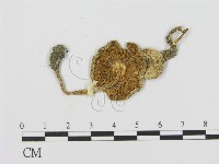 登錄號:F0008546藏品圖，第3張