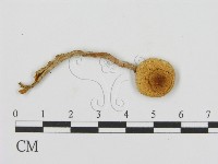 登錄號:F0008549藏品圖，第1張