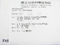 鬼傘屬藏品圖，第2張