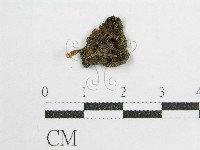 鬼傘屬藏品圖，第1張