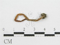 登錄號:F0008554藏品圖，第1張