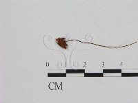 登錄號:F0008556藏品圖，第1張