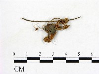 登錄號:F0008558藏品圖，第1張