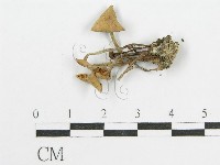 登錄號:F0008559藏品圖，第3張