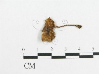 登錄號:F0008561藏品圖，第1張