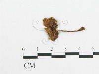 登錄號:F0008561藏品圖，第3張