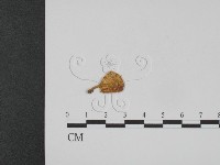 登錄號:F0008563藏品圖，第1張