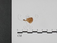 登錄號:F0008563藏品圖，第3張