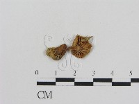 登錄號:F0008564藏品圖，第1張