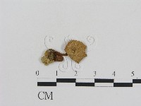 登錄號:F0008564藏品圖，第3張