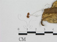 登錄號:F0008565藏品圖，第1張