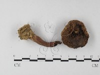 登錄號:F0008566藏品圖，第3張