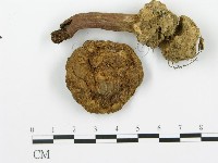 登錄號:F0008566藏品圖，第4張