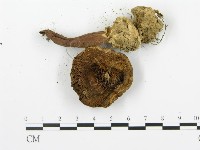 登錄號:F0008566藏品圖，第5張