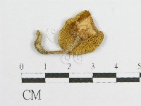 登錄號:F0008567藏品圖，第3張