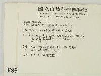 棕色革菌藏品圖，第2張