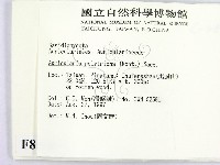 毛木耳藏品圖，第2張