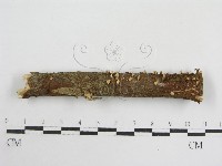 登錄號:F0008571藏品圖，第1張