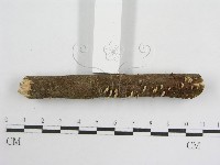 登錄號:F0008571藏品圖，第4張