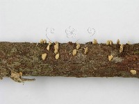 登錄號:F0008571藏品圖，第6張