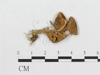 登錄號:F0008574藏品圖，第1張