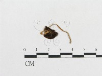 登錄號:F0008575藏品圖，第1張