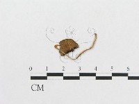 登錄號:F0008575藏品圖，第3張