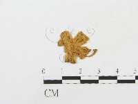 登錄號:F0008577藏品圖，第1張