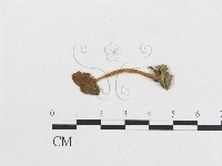登錄號:F0008578藏品圖，第1張