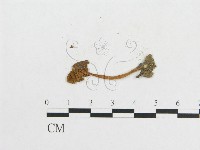 登錄號:F0008578藏品圖，第3張