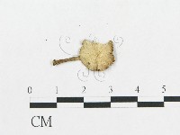 登錄號:F0008579藏品圖，第1張