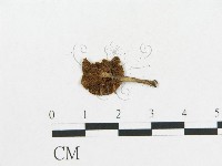 登錄號:F0008579藏品圖，第3張