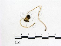 登錄號:F0008580藏品圖，第1張
