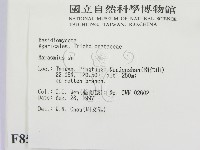 小皮傘屬藏品圖，第2張