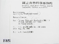 微皮傘屬藏品圖，第2張