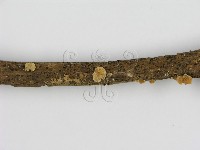 登錄號:F0008585藏品圖，第3張