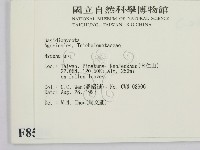 小菇屬藏品圖，第2張