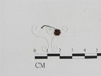 小菇屬藏品圖，第3張