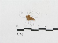 登錄號:F0008587藏品圖，第1張